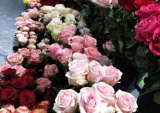 Roses on display.